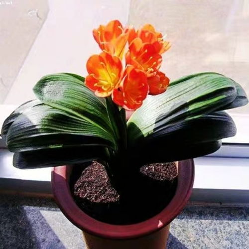 君子蘭 室內室外的四季芳華