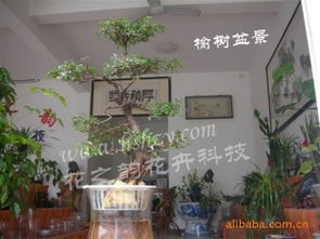 黃山市徽州區(qū)花之韻花卉科技 其他花卉與鮮果產(chǎn)品精選