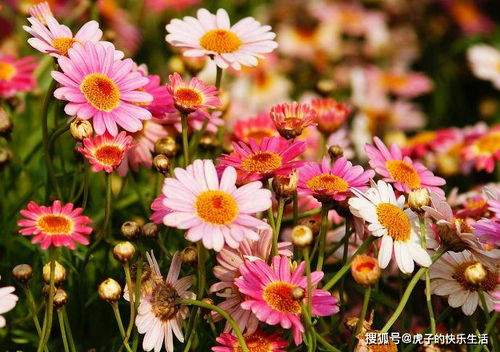 清雅映日，紅艷如霞——精品荷花‘水果’的獨(dú)特魅力